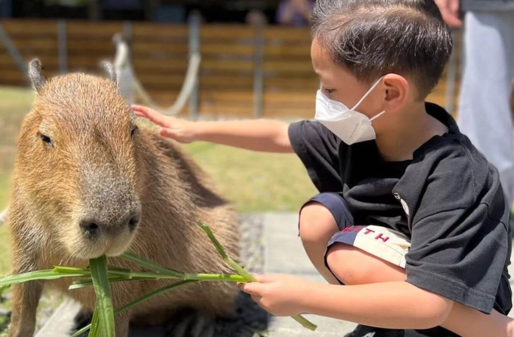 南投清境農場 綿羊秀 南投清境農場 綿羊秀