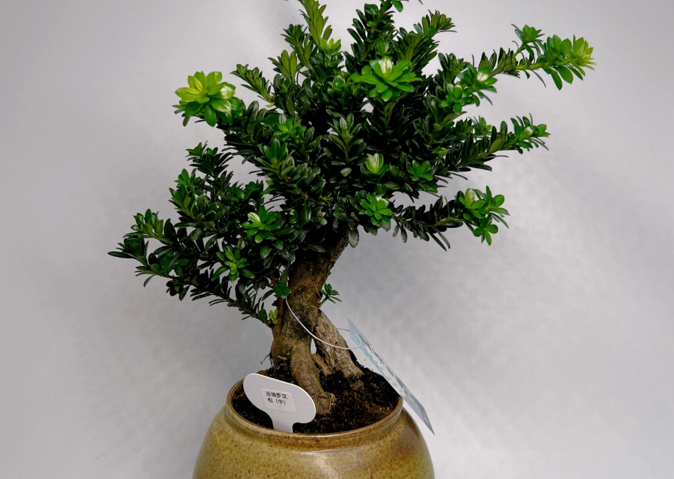 小盆栽澆水 小盆栽澆水