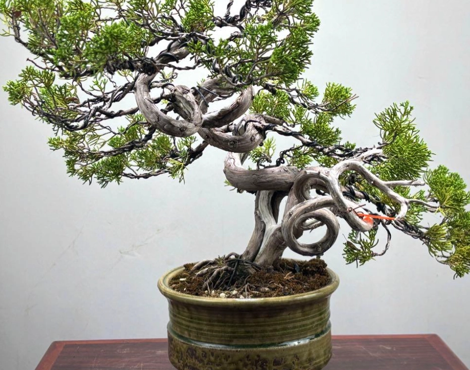 真柏肥料 真柏肥料