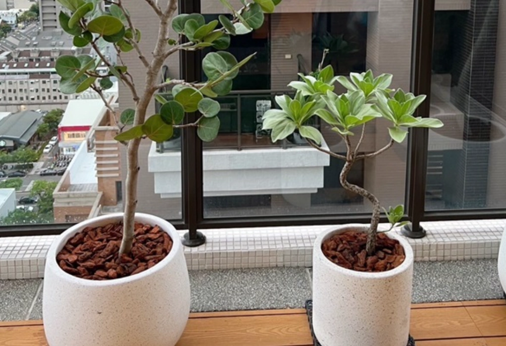 海葡萄樹養護 海葡萄樹養護