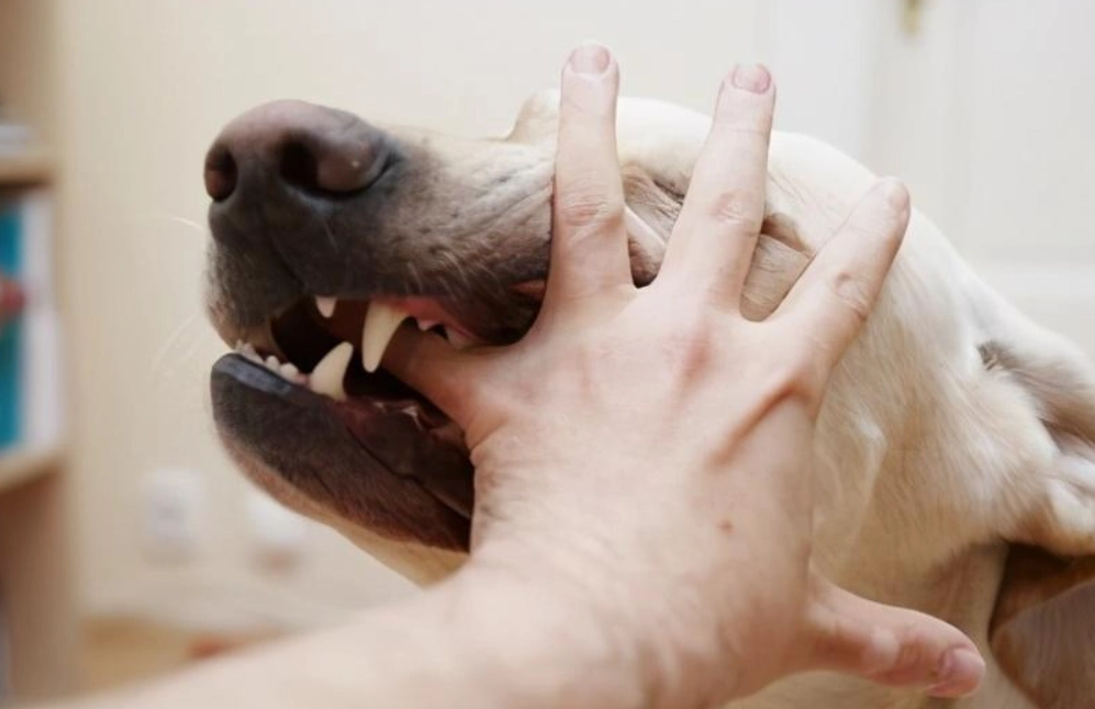 心理壓力 夢境 心理壓力 夢境