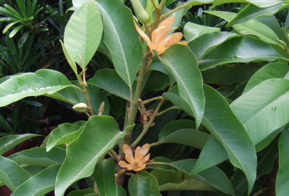 玉蘭花修剪方法 玉蘭花修剪方法