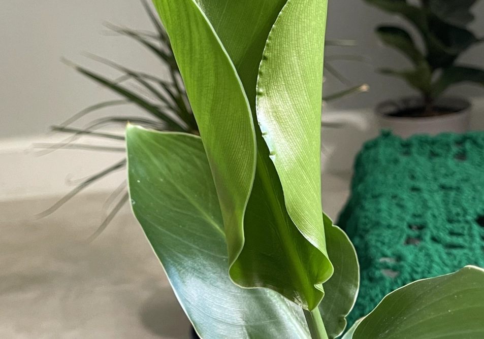 天堂鳥葉子捲起來怎麼辦 天堂鳥葉子捲起來怎麼辦