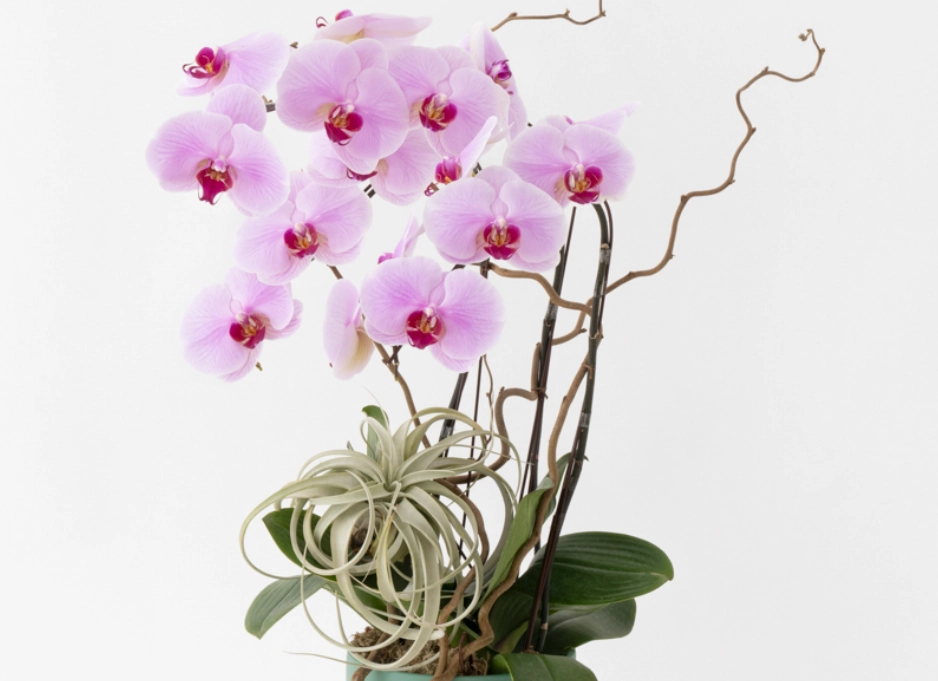 隱士蘭花 隱士蘭花