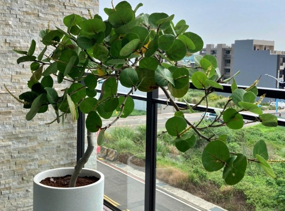 海葡萄養護 海葡萄養護