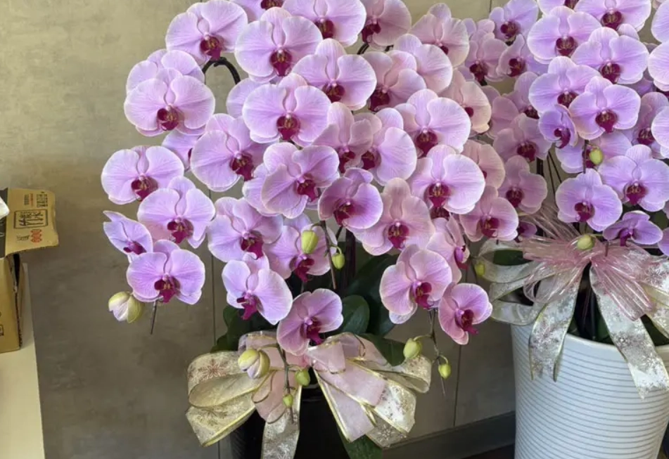 開幕送花禮儀 開幕送花禮儀