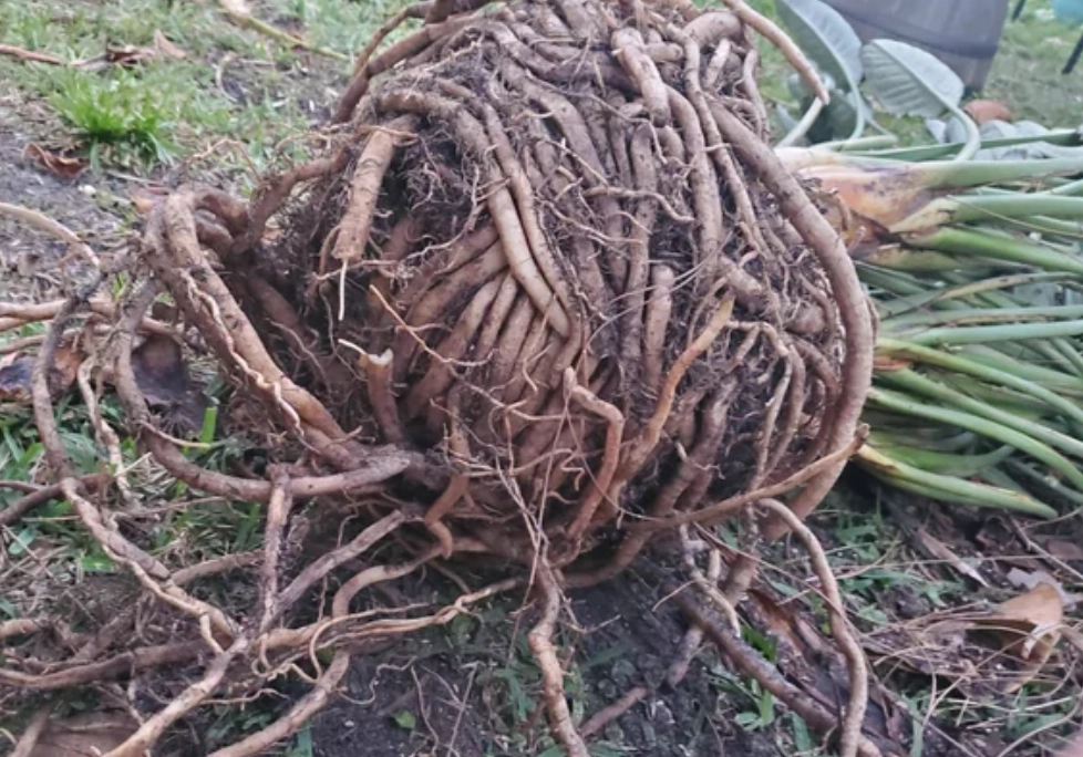 天堂鳥根系照顧