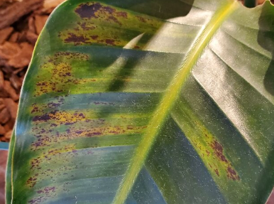 天堂鳥葉子枯黃 天堂鳥葉子枯黃