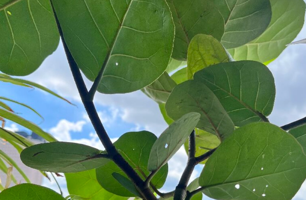 海葡萄 葉子 照顧