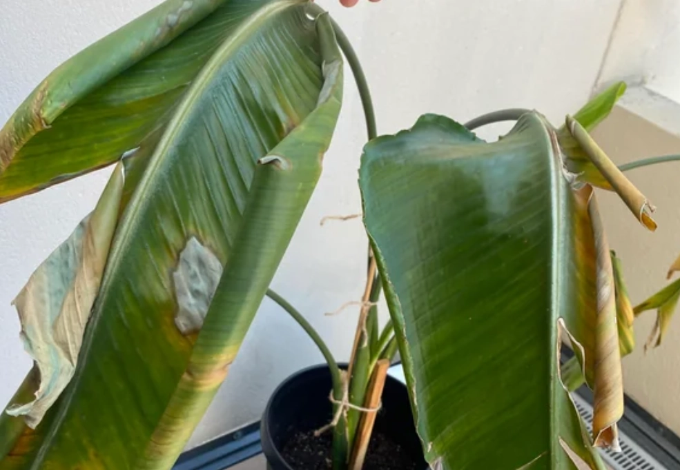 天堂鳥陽光管理