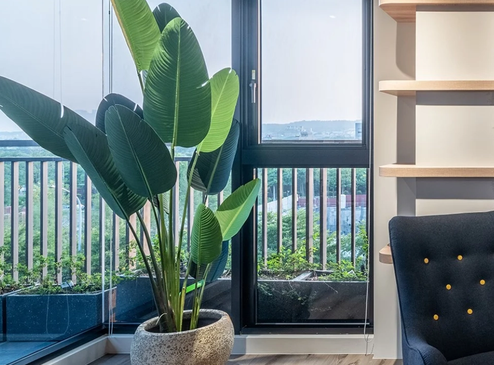 天堂鳥室內 天堂鳥室內