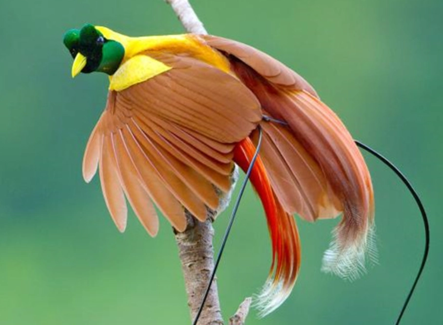 天堂鳥 觀賞地點