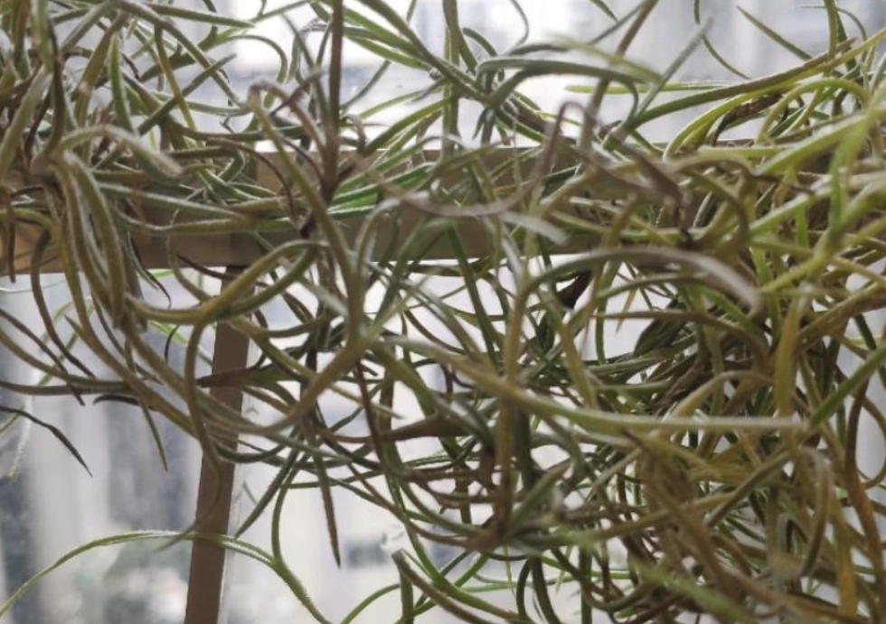 松蘿枯萎原因 松蘿枯萎原因