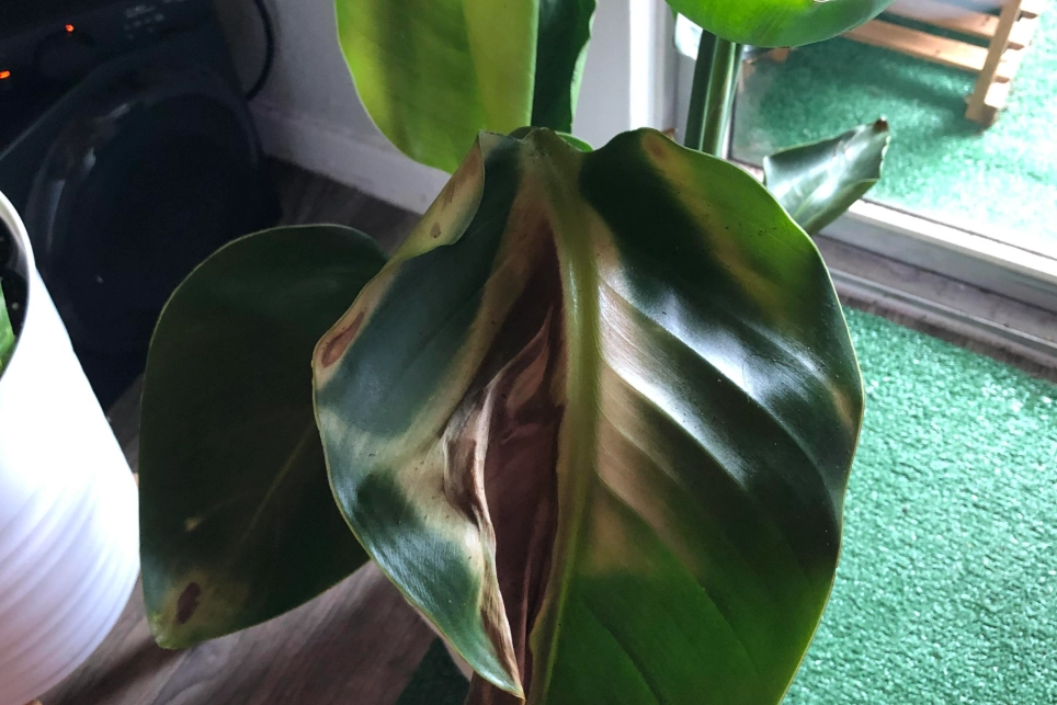 天堂鳥葉子焦黃