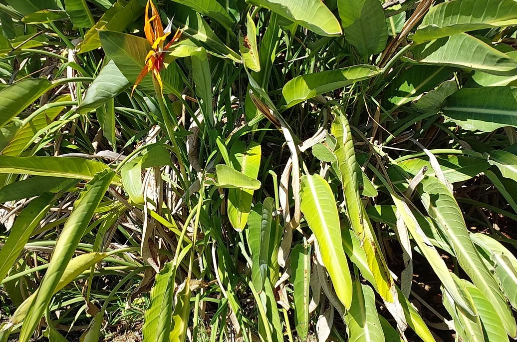 天堂鳥修剪方法 天堂鳥修剪方法