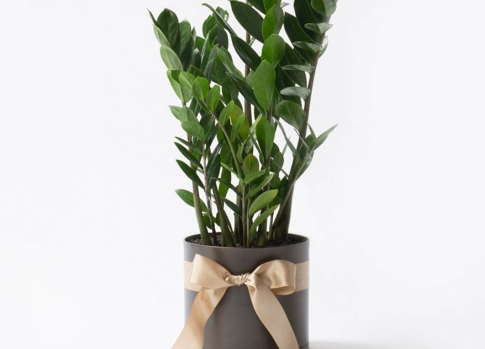 辦公室送禮盆栽