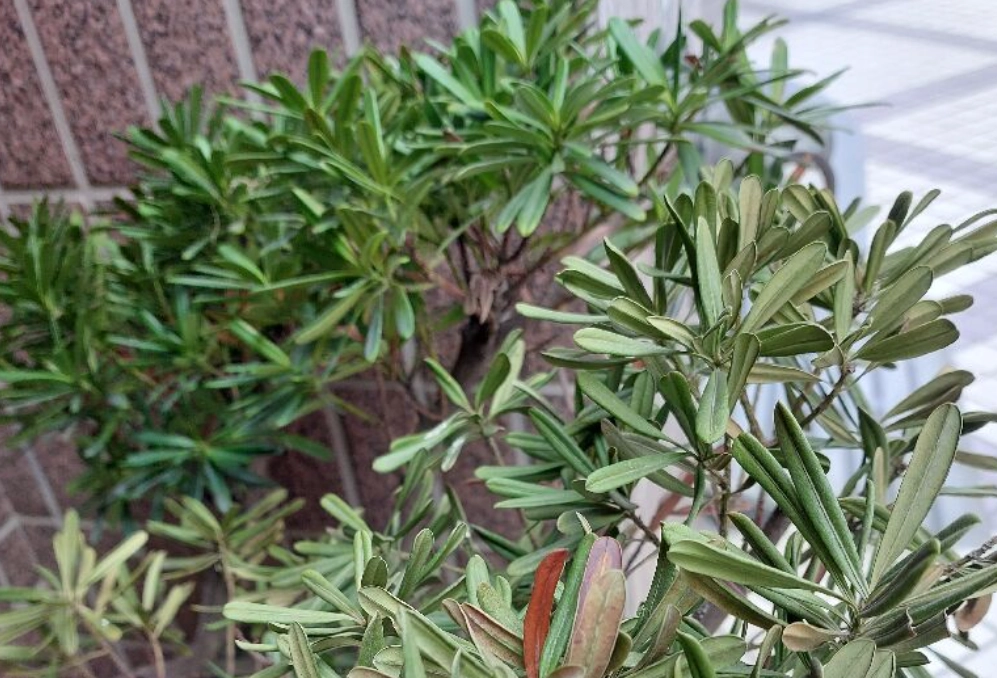 羅漢松澆水過量 羅漢松澆水過量