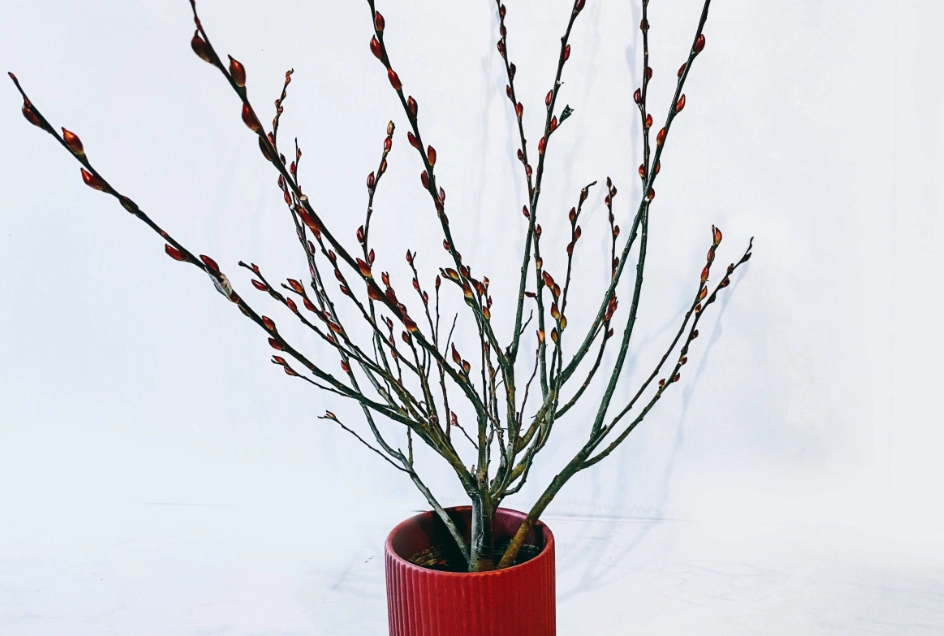 水養銀柳 水養銀柳