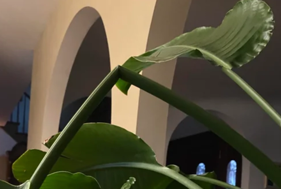 天堂鳥莖部修復 天堂鳥莖部修復