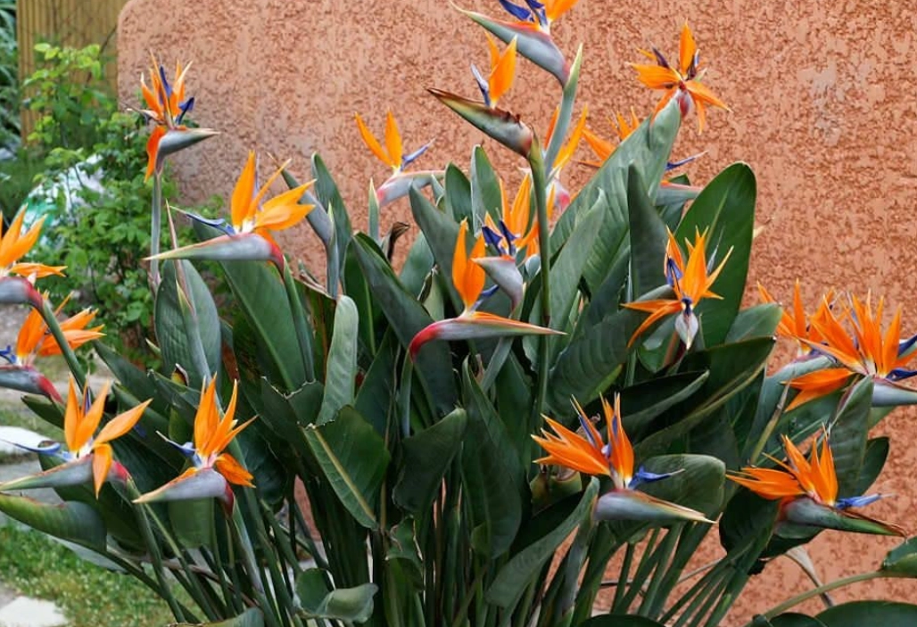 天堂鳥 種植 天堂鳥 種植