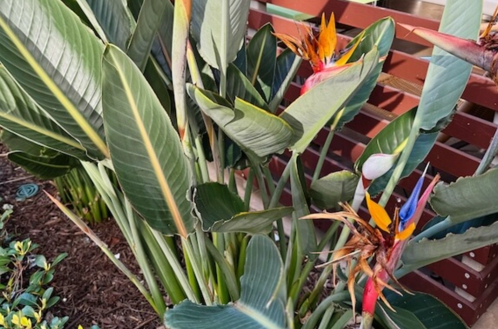 天堂鳥養護技巧