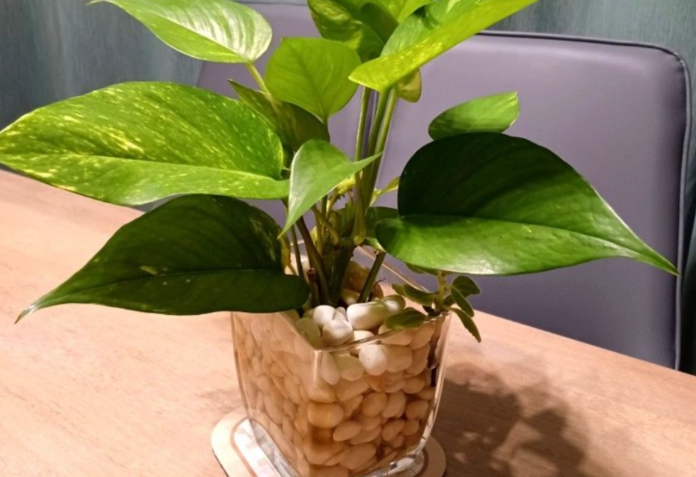 水耕植物推薦 水耕植物推薦