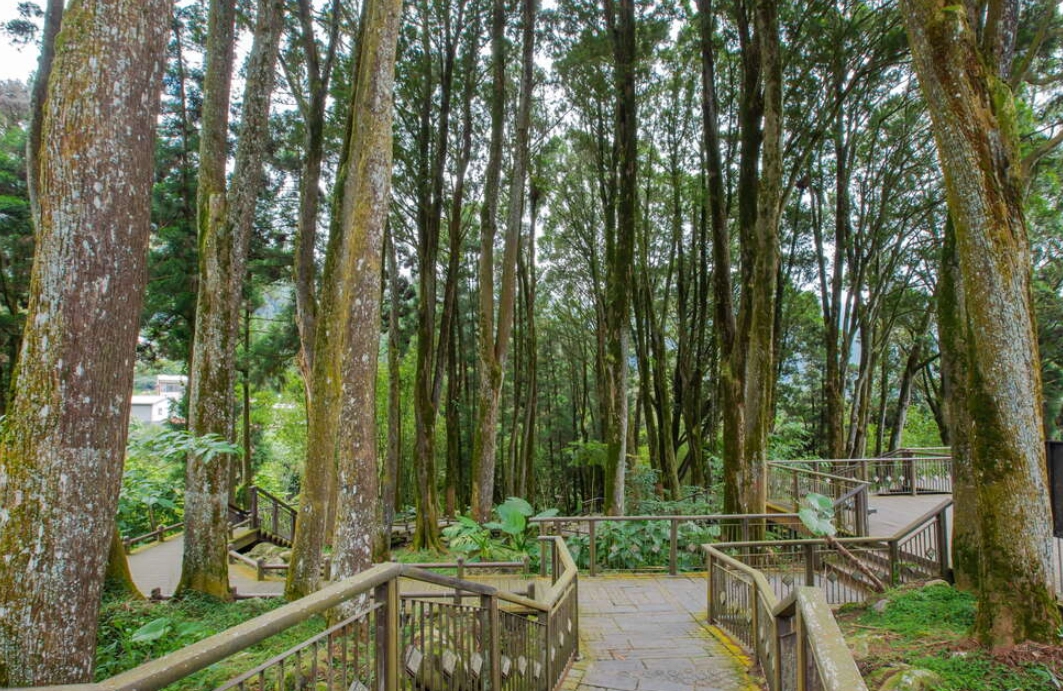 奮起湖美食 奮起湖美食