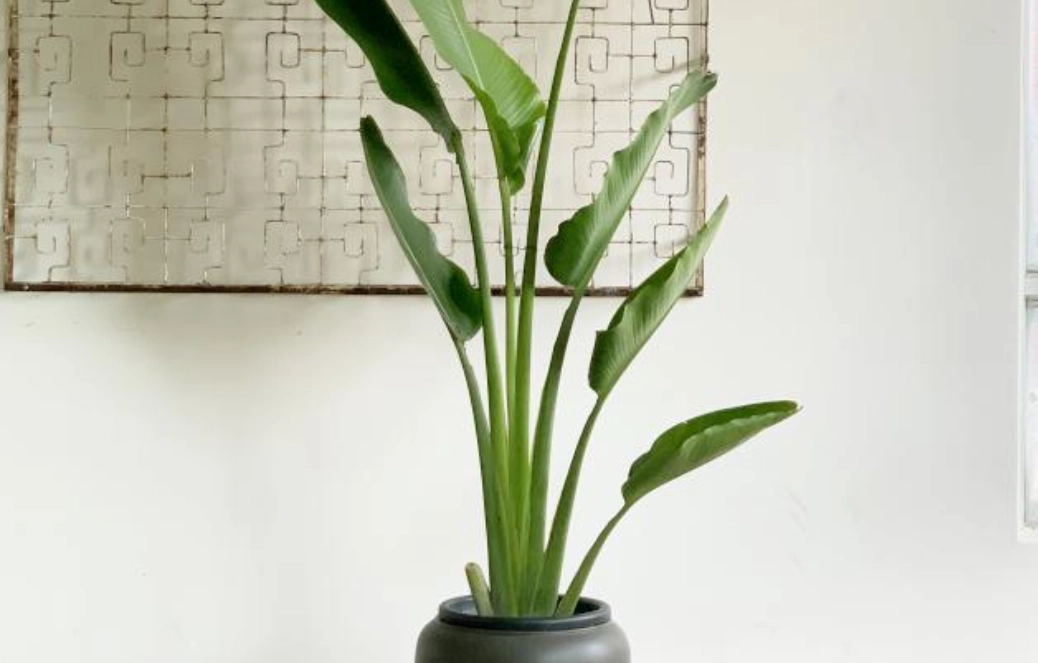 天堂鳥養護技巧