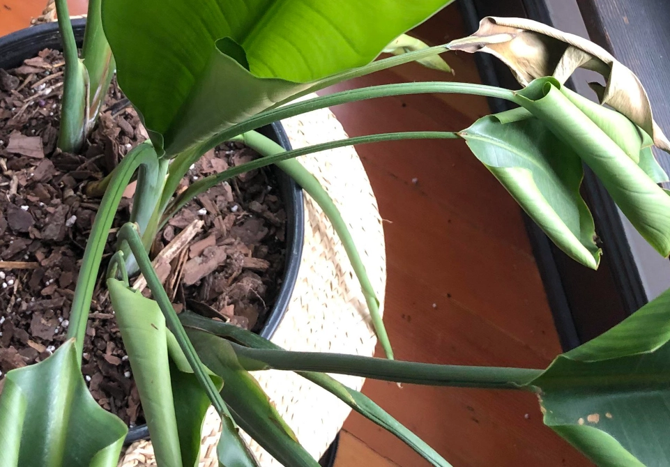 天堂鳥葉子捲曲原因 天堂鳥葉子捲曲原因