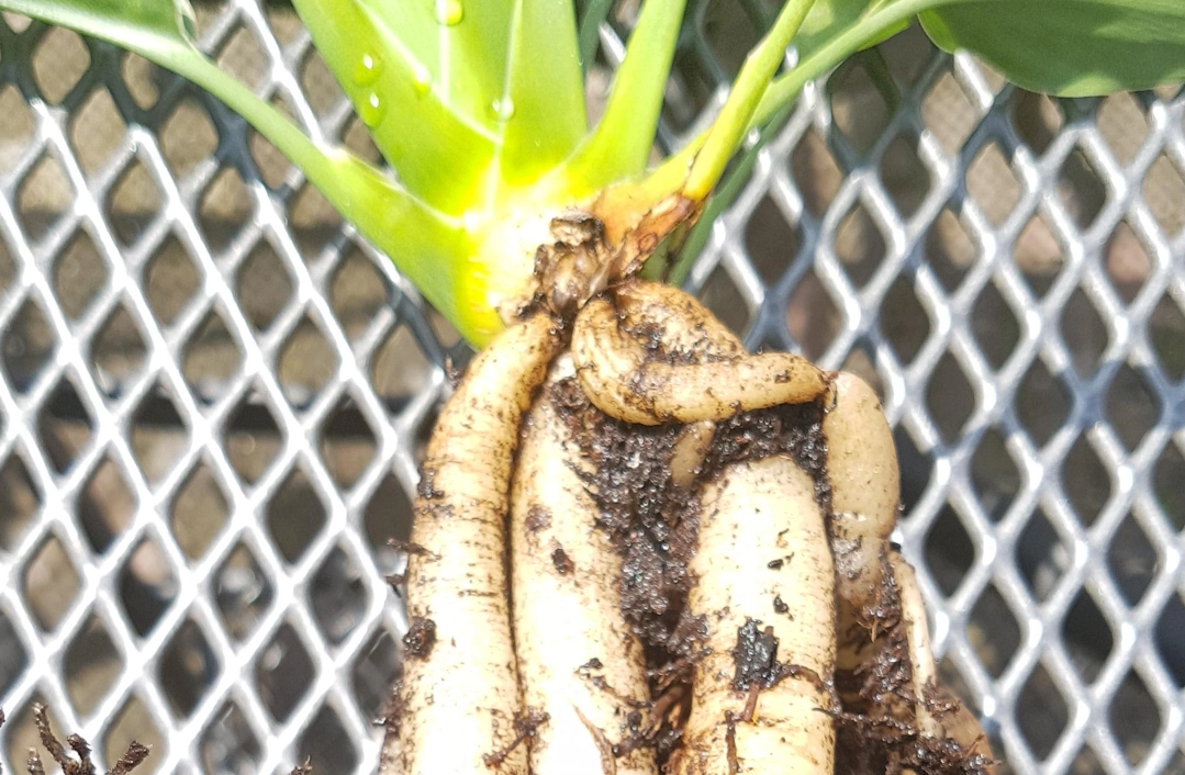 天堂鳥換盆技巧