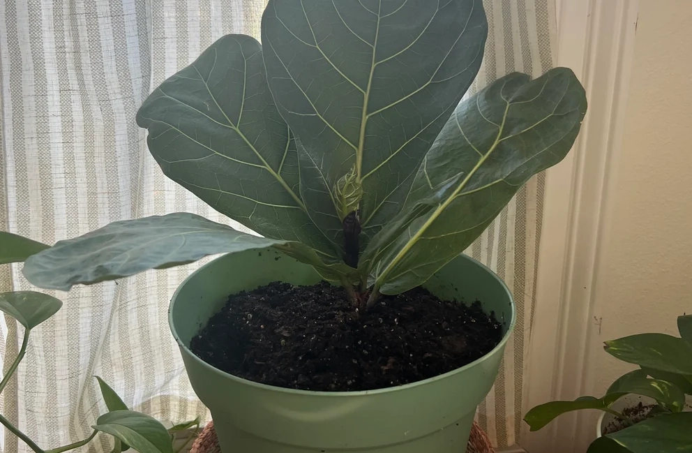 植物 爛根 處理