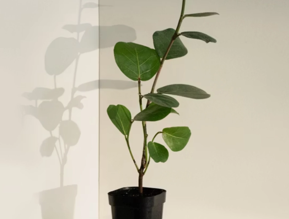 海葡萄 養護 方法