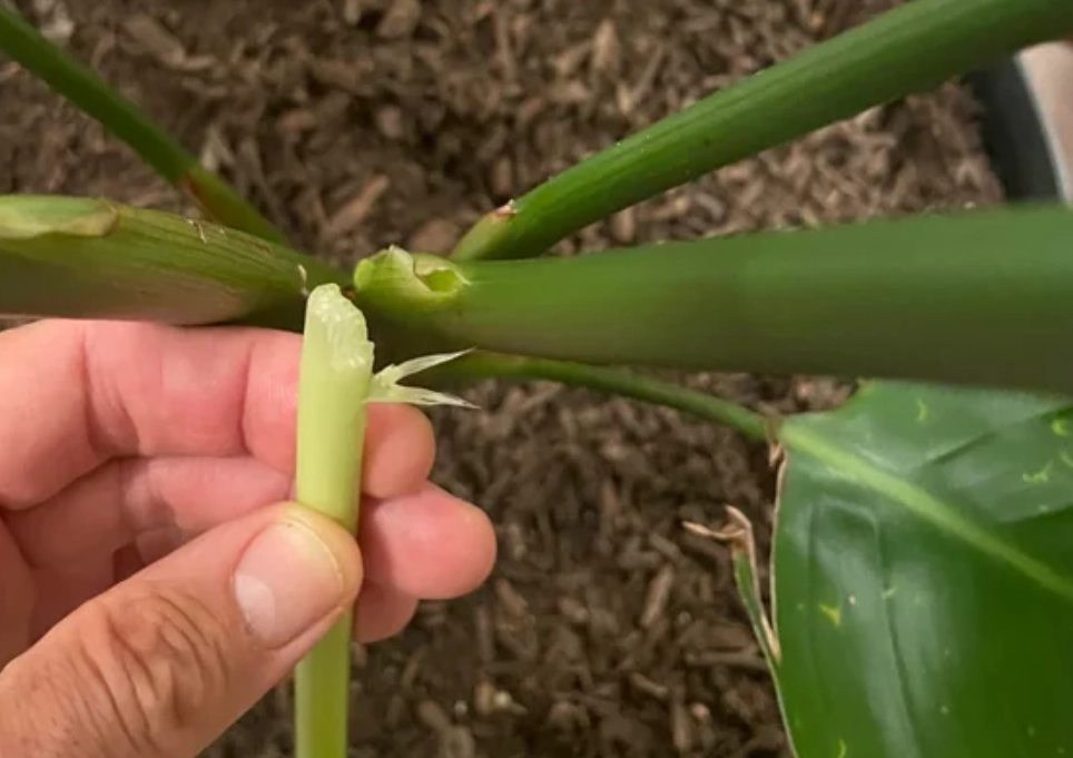 天堂鳥折斷處理