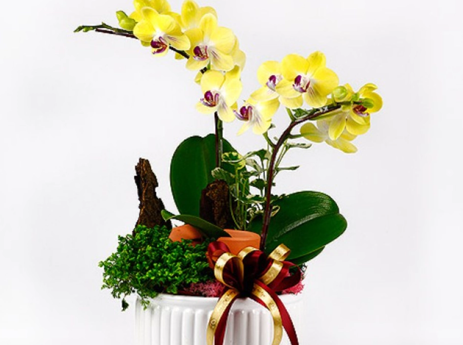 送兰花意义 送兰花意义