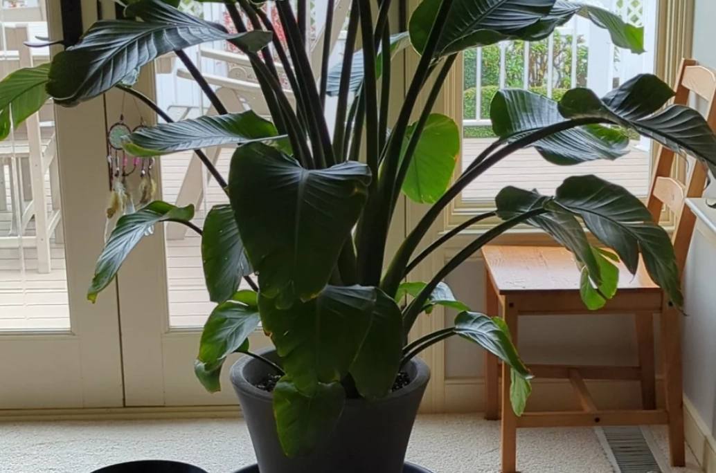 室內植物推薦 室內植物推薦