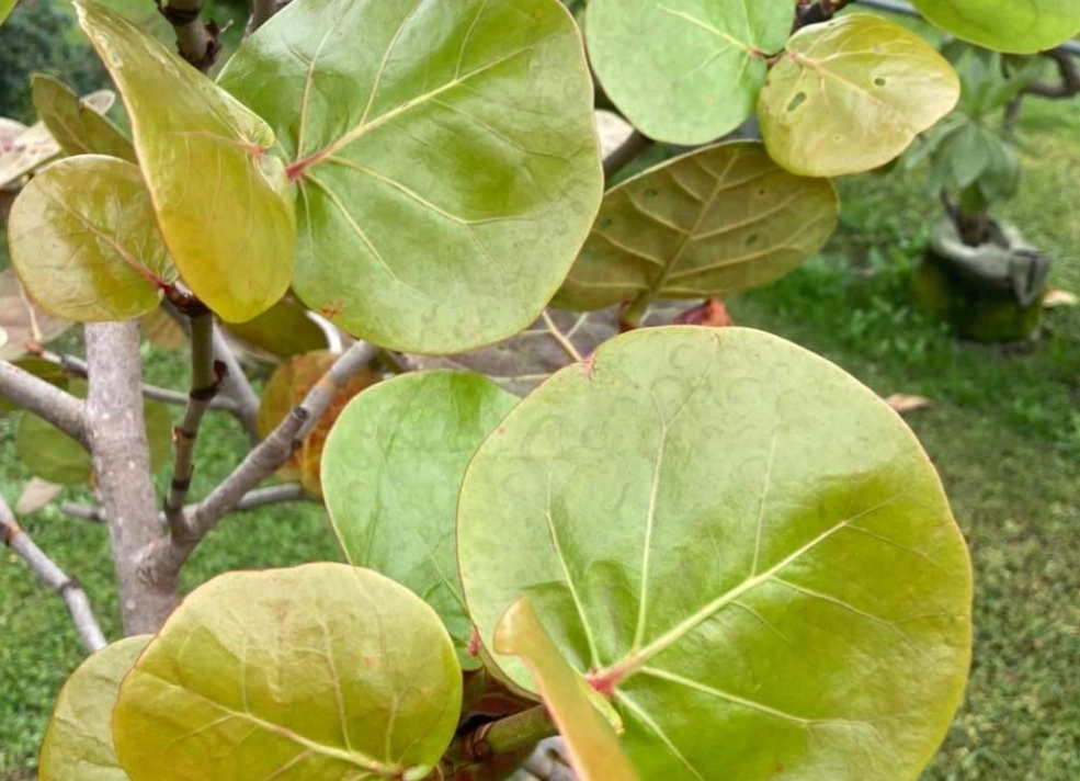 海葡萄 不長葉子