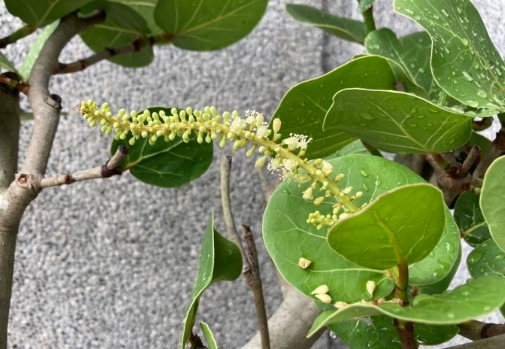 海葡萄如何長高 海葡萄如何長高