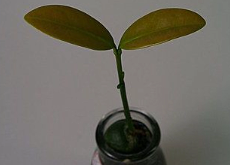 滿福木種植方法 滿福木種植方法