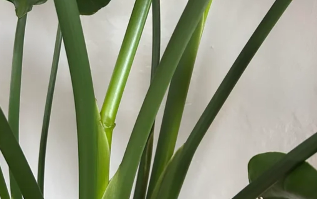 天堂鳥莖部修復 天堂鳥莖部修復