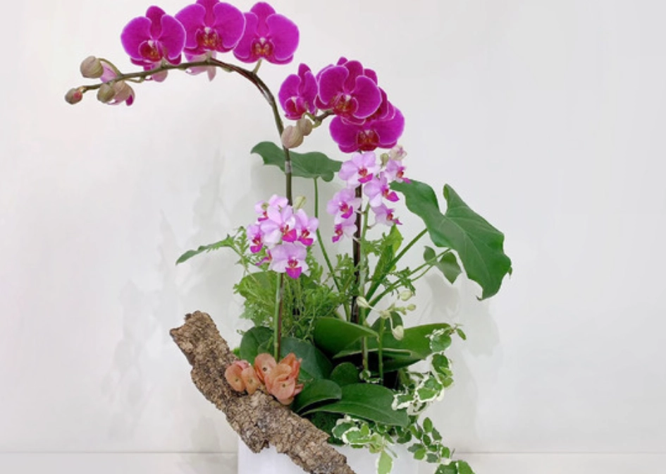 蘭花象徵 蘭花象徵