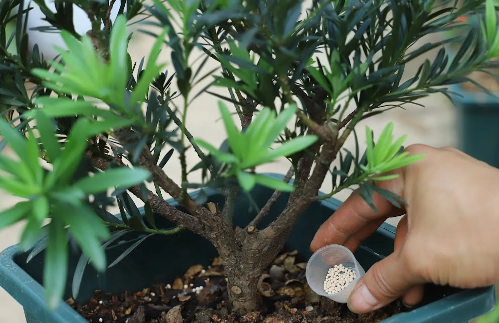 羅漢松施肥方法