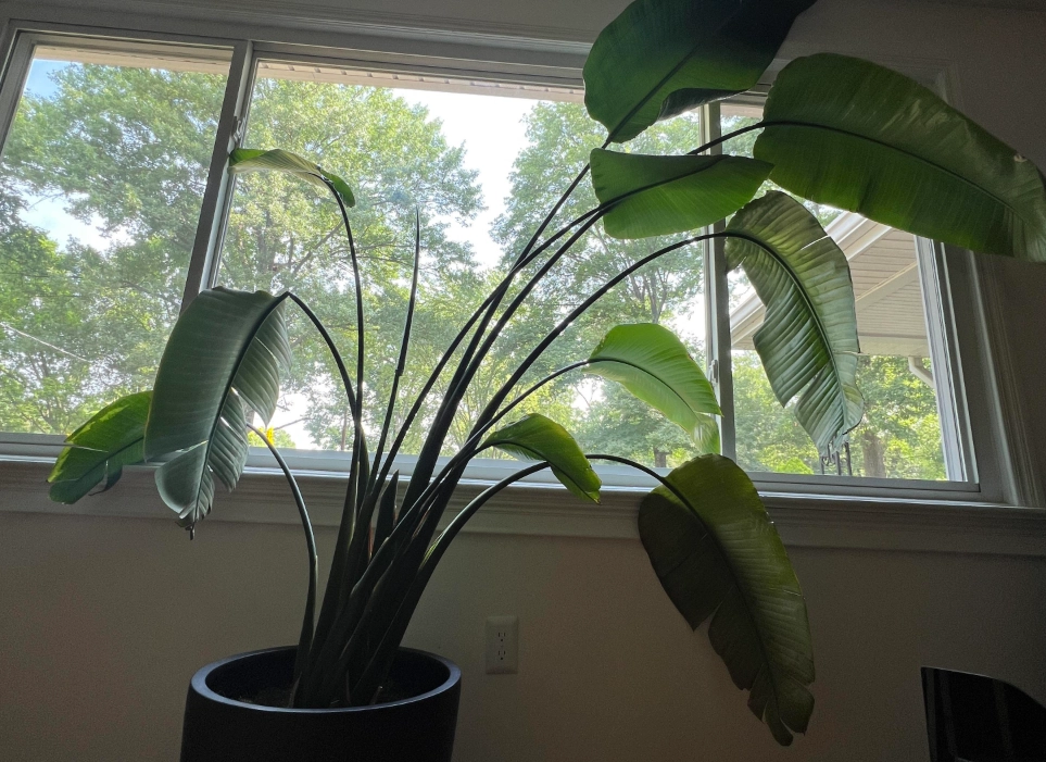 天堂鳥葉子枯黃 天堂鳥葉子枯黃