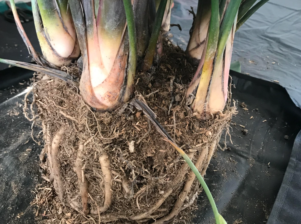 天堂鳥不開花原因