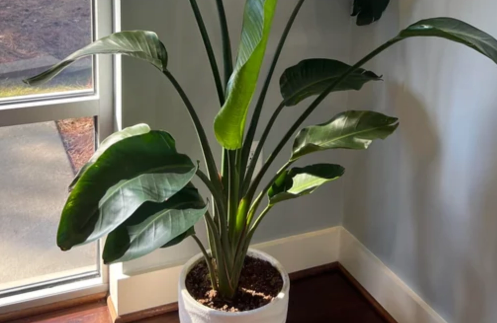 天堂鳥修剪方法 天堂鳥修剪方法