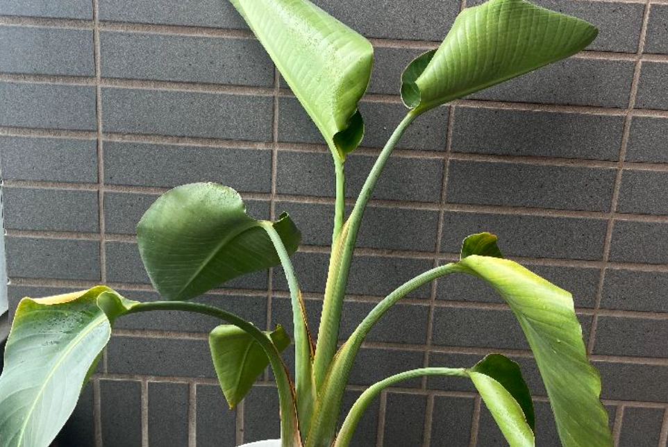 天堂鳥葉子捲曲原因 天堂鳥葉子捲曲原因