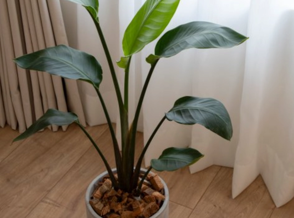 室內植物推薦 室內植物推薦