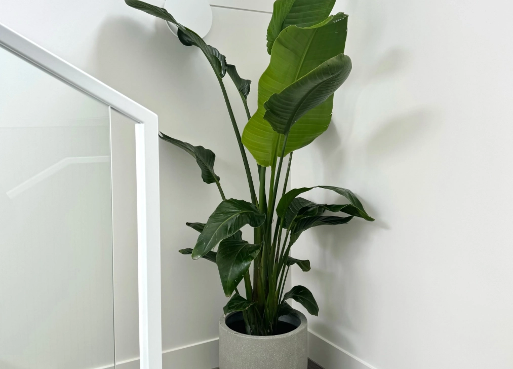 天堂鳥風水 天堂鳥風水