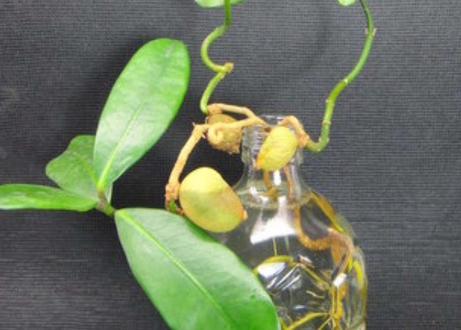 滿福木種植方法 滿福木種植方法