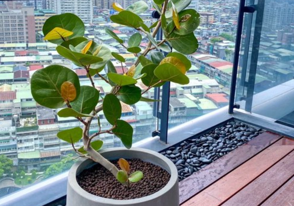 海葡萄照顧方法