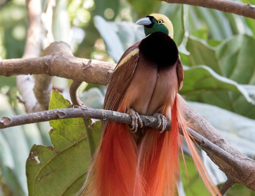 彩虹天堂鳥 台灣 彩虹天堂鳥 台灣